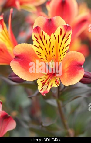 Alstroemeria Indian Summer., kräftige, mehrjährige Pflanze mit kupferfarbenen Orangengoldblüten. Auch Tesronto genannt Stockfoto