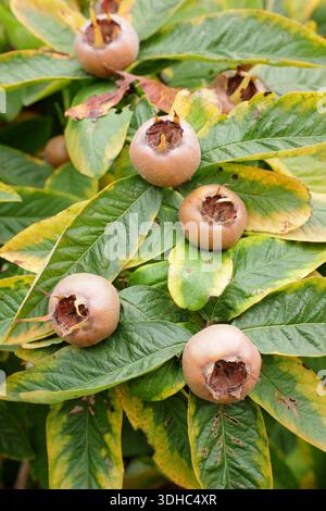 Mehlbaum. Die Früchte aus Medlar auf dem Baum, bereit für die Ernte. Mespilus germanica. Stockfoto