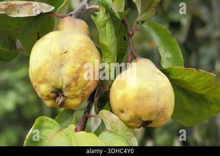 Quitte auf Baum. Quitte, eine aromatische essbare Frucht, die charakteristische Blüte auf ihrer Haut zeigt, während sie im frühen Herbst reift. Cydonia oblonga. Stockfoto