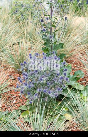 Mannstreu (Eryngium planum „Blauer Zwerg“) Stockfoto