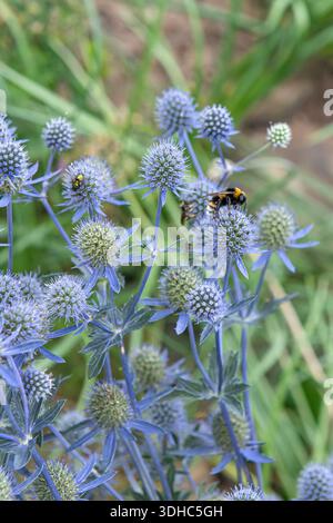 Mannstreu (Eryngium planum) Stockfoto