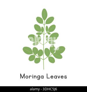 Moringa Blätter flache Zeichentrickvektor-Illustration isoliert auf weißem Hintergrund Stock Vektor