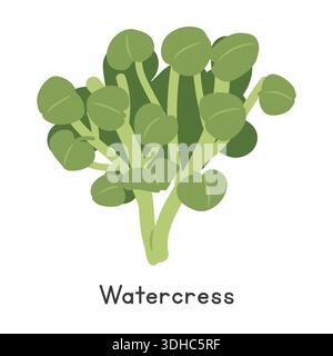 Brunnenkresse Vektor-Illustration. Brunnenkresse oder Nasturtium officinale Cartoon Clipart, Gemüse im flachen Stil. Auch Stream Cress genannt, Bank Cress Stock Vektor