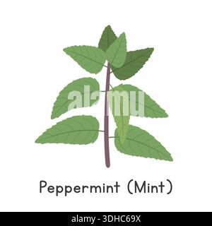 Pfefferminze (Mint) flache Zeichentrickvektor-Illustration isoliert auf weißem Hintergrund. Pfefferminz Clipart Stock Vektor