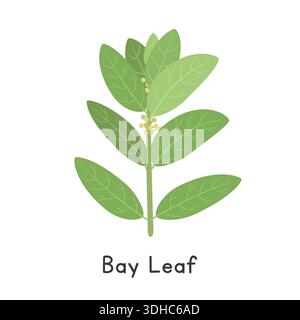 Lorbeerblatt (Laurus Nobilis) flache Zeichentrickvektor-Illustration isoliert auf weißem Hintergrund. Bay Leaf Clipart Stock Vektor