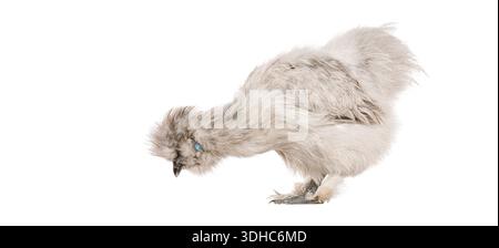 Weißes, flauschiges Seidenhähnchen, das auf weißem Hintergrund steht Stockfoto