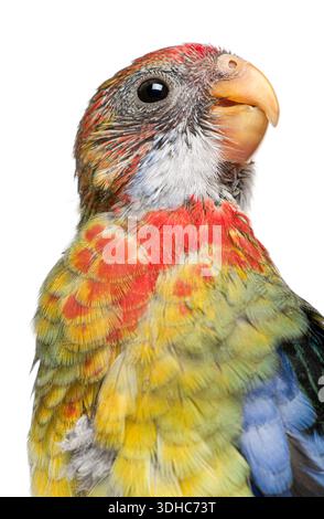 Östliche Rosella, Platycercus eximius, 5 Wochen alt, Papageienkopf mit leuchtenden roten, gelben und blauen Federn auf weißem Hintergrund Stockfoto