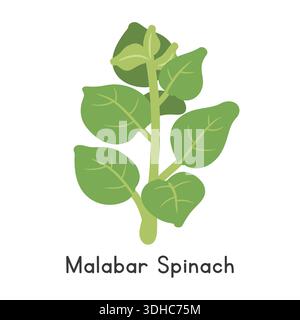 Malabar Spinat Flat Cartoon Vektor Illustration isoliert auf weißem Hintergrund. Malabar Spinat Clipart Stock Vektor