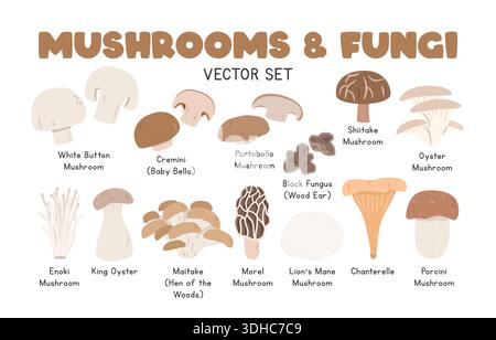 Pilze und Pilze Vektor Illustration Set. Arten von Pilz-Cartoon-Clipart-Set im flachen Stil. Weißer Pilz, Cremini, Portobello, Shiitake Stock Vektor