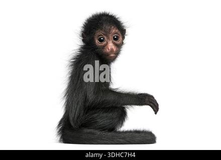 Junger Rotgesicht-Spider-Affe, Ateles paniscus, sitzt auf weißem Hintergrund und beobachtet die Umgebung Stockfoto