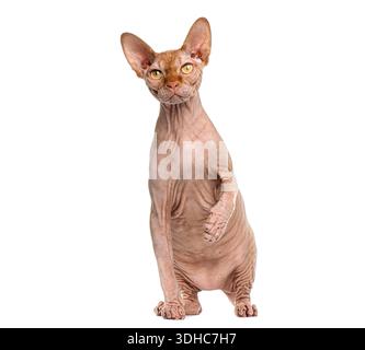 Sphynx-Katze sitzend und hochziehend, isoliert auf weißem Hintergrund Stockfoto