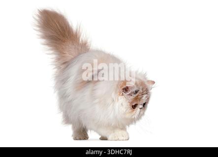 Cremefarbene perserkatze mit flauschigem Schwanz hoch gehalten, läuft und blickt neugierig nach unten Stockfoto