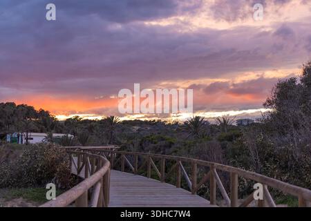 Eine hölzerne Promenade schlängelt sich durch dichte Küstenvegetation im Alfonso XIII Park, Guardamar del Segura, Spanien, unter einem leuchtenden orange-violetten Sonnenuntergang. Stockfoto
