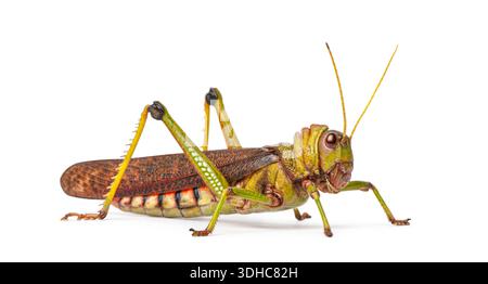Riesengrasshopper, Tropidacris collaris, ein gewöhnliches Insekt, stillstehend mit einem leuchtend grün-braunen Körper Stockfoto