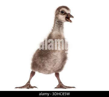 Ein kleiner Ganoven bewegt sich mit offenem Schnabel, isoliert auf reinem weiß Stockfoto