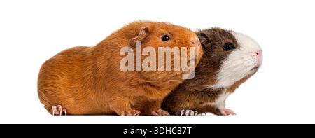 Zwei Meerschweinchen stehen nebeneinander und zeigen ihre Freundschaft Stockfoto