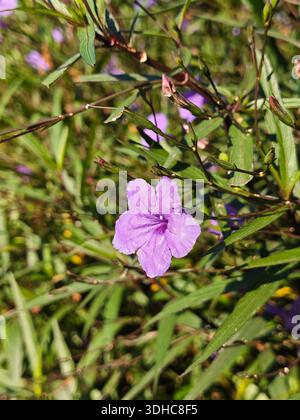 Nahaufnahme einer leuchtenden violetten Blume mit grünem Laub in natürlichem Sonnenlicht Stockfoto