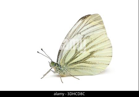 Grüner geäderter weißer Schmetterling, der zarte Flügelmuster und Antennen zeigt Stockfoto