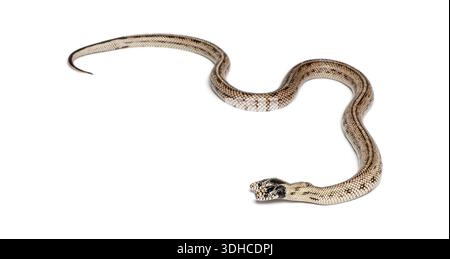 Zwei östliche Königsschlange, Lampropeltis getula californiae, schlängelt über weißen Atelierhintergrund Stockfoto