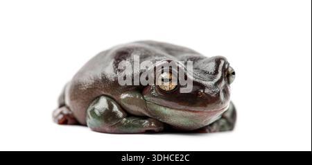 Australischer grüner Baumfrosch, Litoria caerulea, vor einem sauberen weißen Hintergrund Stockfoto