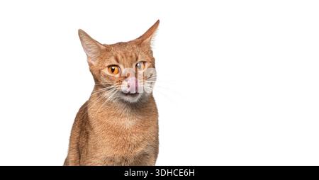 Studio-Aufnahme von Ingwer abessinier Katze, die ihre Nase isoliert auf weißem Hintergrund leckt Stockfoto