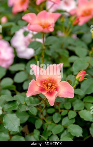 Persica-Rose (Rosa NUR FÜR IHRE AUGEN) Stockfoto