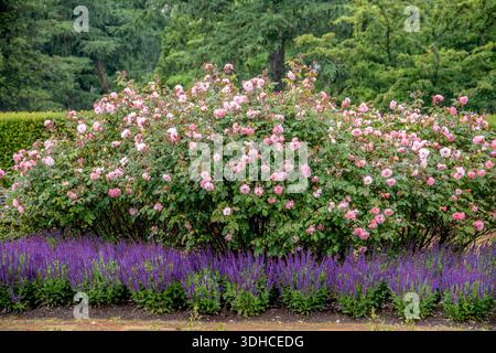 Strauch-Rose (Rosa CLAIR MATIN) Stockfoto