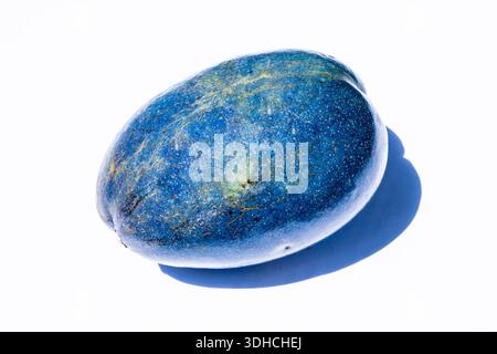 Papua-Neuguinea, Provinz East Sepik, Region Sepik River, Dorf Yenchen, Früchte bekannt als Cassowary Pflaume, graues Milchholz oder Gummibaum (Cerbera floribunda) Stockfoto