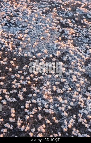 Indien, Bundesstaat Gujarat, Region Kutch, der große Rann von Kutch, eine der größten Salzwüsten weltweit Stockfoto