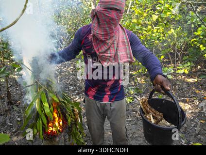 Bangladesch, Shyamnagar, Khulna Division, Imker sammelt Honig vom Bienenstock in den Mangroven Stockfoto