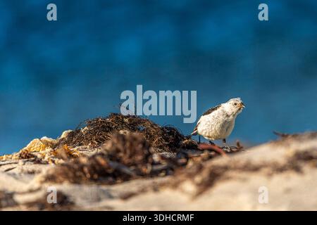 Norwegen, Svalbard-Archipel, Spitzbergen, Grönland, Amsterdamøya, Schneebrecke (Plectrophenax nivalis) Stockfoto