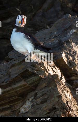 Norwegen, Svalbard-Archipel, Spitzbergen, Grönland, Krossfjord, Cross Bay, 14. Juli Gletscher (Fjortende Julibreen), Atlantischer Papageientaucher (Fratercula arctica) Stockfoto
