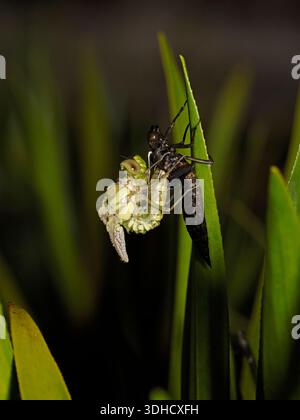Southern Hawker Dragonfly (Aeshna cyanea) adulte aus Larva Case, Herefordshire, England, Juni Stockfoto