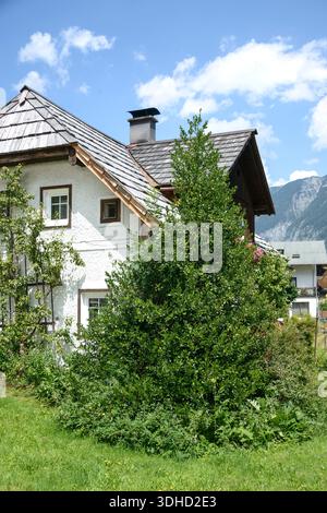 Gewöhnliche Stechpalme (Ilex Aquifolium) Stockfoto