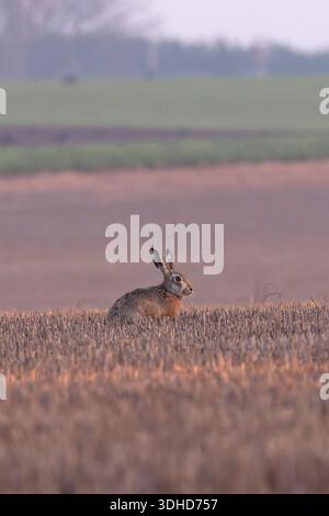 Braunhase (Lepus europaeus) Norfolk Januar 2026 Stockfoto