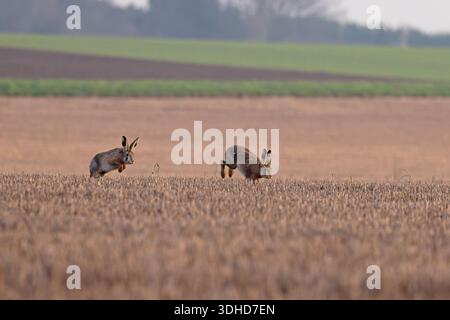 Braunhase (Lepus europaeus) Norfolk Januar 2026 Stockfoto
