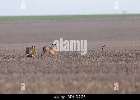 Braunhase (Lepus europaeus) Norfolk Januar 2026 Stockfoto