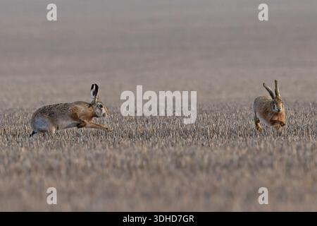 Braunhase (Lepus europaeus) Norfolk Januar 2026 Stockfoto