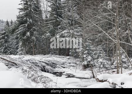 Ruhige Winterlandschaft mit schneebedeckten Bäumen im Wald bei starkem Schneefall. Hochwertige Fotos Stockfoto