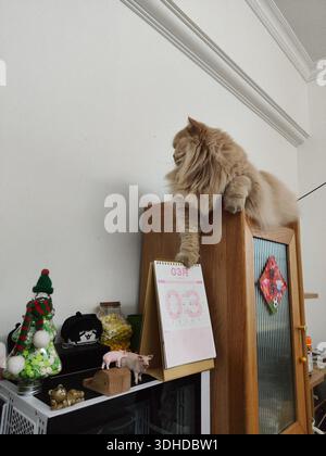 Flauschige langhaarige Katze auf Holzschrank mit Kalender und Dekoration Stockfoto