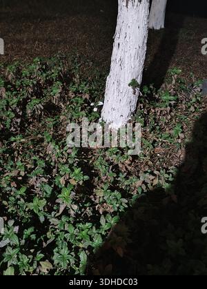 Nächtliche Gartenszene mit weißem Baumstamm und grünen Sträuchern Stockfoto