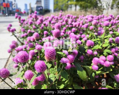 Leuchtende lila Globe Amaranth Blumen im Urban Garden Stockfoto