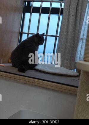 Graue Katze, die auf der Fensterbank sitzt und aus dem Fenster blickt Stockfoto