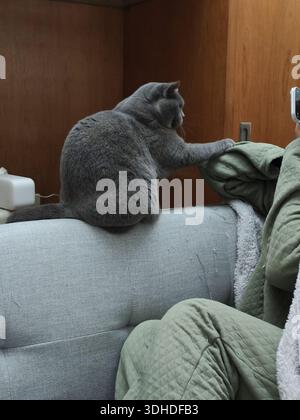 Graue Katze, die auf der Couch sitzt und die Pfote in Richtung Decke in der Nähe der Person streckt Stockfoto