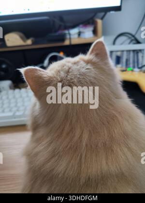 Rückansicht einer flauschigen Ingwerkatze, die an einem Schreibtisch in der Nähe eines Computers sitzt Stockfoto