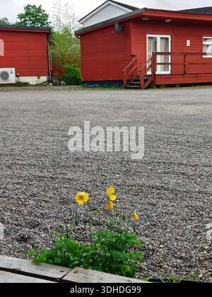 Gelbe Wildblumen, die in Kies in der Nähe von roten Holzhütten wachsen Stockfoto