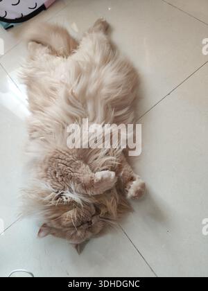 Flauschige Katze, die auf dem Rücken auf gefliestem Boden liegt, entspannt und verspielt Stockfoto