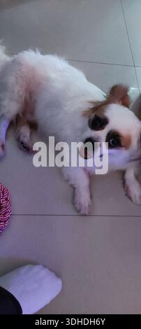 Ein entzückender weißer und brauner Hund, der auf gefliestem Boden liegt und mit ausdrucksstarken Augen nach oben blickt Stockfoto