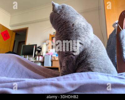 Graue Katze, die auf dem Bett im Heim-Zimmer sitzt Stockfoto
