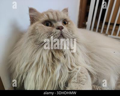 Flauschige Perserkatze, die mit weiten Augen aufblickt Stockfoto